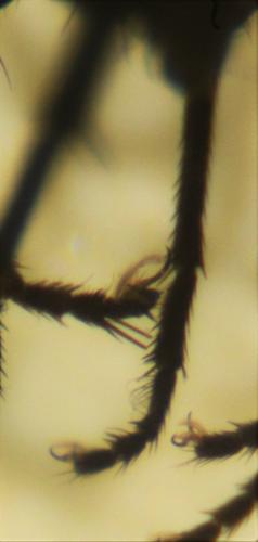 Azelia monodactyla